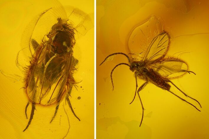 Two Fossil Flies (Diptera) In Baltic Amber #170074